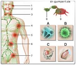 Lymphknoten sind spezialisierte gewebeabschnitte, die zum lymphatischen system des körpers gehören. Lymphknoten Sind Geschwollen Wie Gefahrlich Ist Das