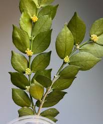 Image result for Carvalhoa campanulata