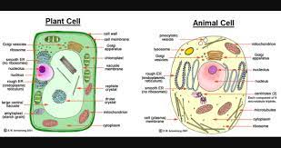 I Made A New Kahoot On Getkahoot Called Cell Review Play It Now Animal Cell Cell Organelles Cell Diagram