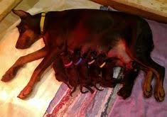 Red european doberman puppies for sale. 48 Doberman Puppies For Sale Ideas Doberman Puppies For Sale Doberman Puppies