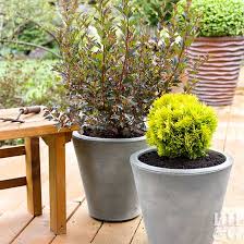 Pruning incrediball hydrangea flowering shrubs (annabelle). Best Shrubs For Containers Better Homes Gardens
