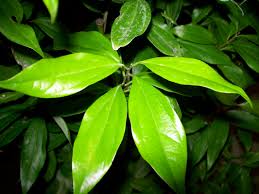One is larus nobilis, bay leaf and the other has two major sources. Cinnamon World Crops Database