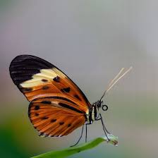 Image result for Hugonia elliptica