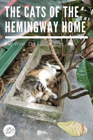 Greetings cat lovers and hemingway fans. The Cats Of The Ernest Hemingway Home And Museum In Key West Florida See Mom Click