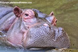 Check spelling or type a new query. Kuda Nil The Hippopotamus Hippopotamus Amphibius Kuda Yang Tidak Bisa Ditunggangi Dan Herbivora Darat Ketiga Yang Terbesar Planter And Forester