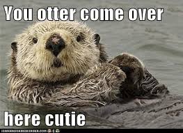 Otters Get The Best Pick Up Lines Animal Comedy Animal Comedy Funny Animals Animal Gifs