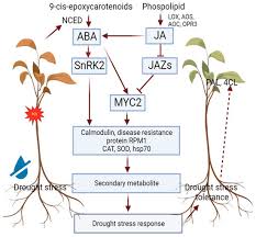Image result for Phyllanthus odontadenius