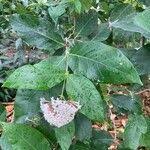 Image result for Rogiera amoena