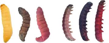 Start studying test 1 pest control. Photorhabdus Luminescens Sl0708 Bacterial Extracts Injected Into Insect Download Scientific Diagram