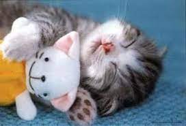 101 Cats Snuggling With Stuffed Animals Sleeping Animals Funny Sleeping Animals Baby Animals