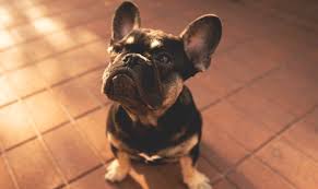What is the difference between adopting a dog, adopting a cat, adopting a kitten or adopting a puppy versus getting dogs for sale, cats for sale, puppies for sale or kittens for sale from. Looking For A Frenchie Where To Find A Great French Bulldog For Sale Dogperday Cute Puppy Pictures Dog Photos Cute Videos Holistic Pet Care