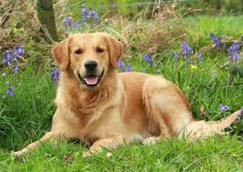 What Are The Best Dogs For First Time Owners Vets Place Their Votes