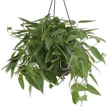 Cebu Blue Pothos The Best Pothos Variety For Your Personality Costa Farms Hoya Plants House Plant Care Indoor Plants