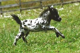 6 small boxed sets of rider and horse accessories without horse; Falabella Gebraucht Kaufen Nur Noch 4 St Bis 60 Gunstiger