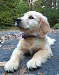 Maybe you would like to learn more about one of these? Emanuel Homestead Goldens Home Dogs Golden Retriever Puppies Golden Puppy