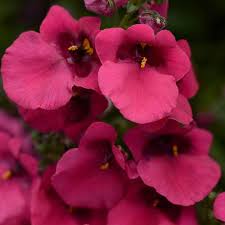 Image result for Diascia