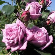9 baldur garten in den sozialen netzwerken. Garten Balkonpflanzen 1 Pflanze Duftrose Edelrose Baldur Garten Delbard Parfum Rosen Mamy Blue Garten Luxdental Si