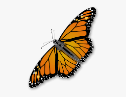 See more ideas about butterfly art, butterfly, art. Monarch Butterfly Png Clip Arts Monarch Butterfly Transparent Background Png Download Kindpng