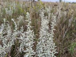 White sage