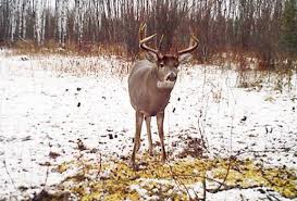 During summer, food they consume is completely different from those consumed while talking about the deer, what do deers eat? is the common query that arises in your mind. Winter Feeding Tips Helping Your Deer Herd After The Rut Mossy Oak