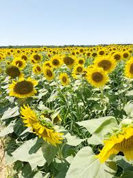 We did not find results for: Sunflower Field Long Island Close Up Shot Showit Blog