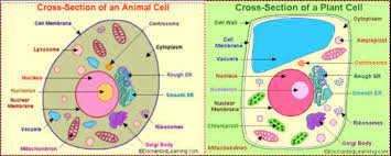 We did not find results for: Term 1 Parts Of An Animal And Plant Cells Diagram Quizlet