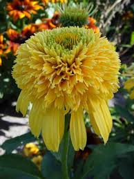 Check spelling or type a new query. Echinacea Lemon Drop Bluestone Perennials