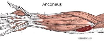 Muscles of the posterior compartment of the forearm. Muscles Of The Posterior Forearm Anatomy Geeky Medics