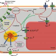 Pdf Mecanismes Et Strategies Cellulaires De Tolerance A Salinite Nacl Chez Les Plantes