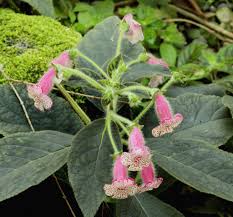 Image result for Kohleria