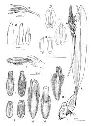 Image result for Bulbophyllum schinzianum