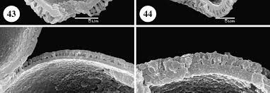 Image result for Fadogia schmitzii