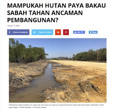 Hutan paya bakau terletak di kawasan air di tepi laut. Wild Sabah Posts Facebook