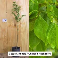 Image result for Celtis sinensis