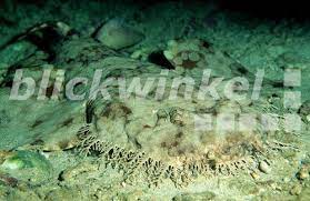 He also gave a new energy in our website. Blickwinkel Fransen Teppichhai Fransen Wobbegong Fransen Teppich Hai Eucrossorhinus Dasypogon Gut Getarnt Am Meeresboden Liegend Papua Neuguinea Pazifischer Ozean Tasselled Wobbegong Eucrossorhinus Dasypogon Lying On Seabed Papua New