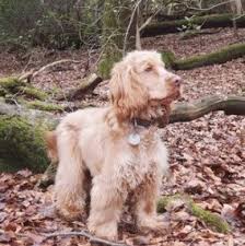 Cocker spaniel puppy breeders in the southern smokey mountains. 5 Best Cocker Spaniel Breeders In Pennsylvania 2021 We Love Doodles