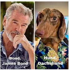 Dachshund breed characteristics and care