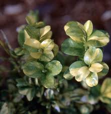 Image result for Buxaceae