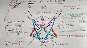 Want to learn more about it? Anterior And Posterior Triangle Of Neck Only One Page Tcml Youtube