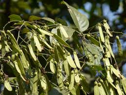 Image result for Ventilago