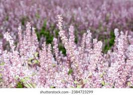 Image result for Platostoma