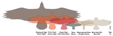 Studious Eagle Size Comparison Chart Woman Blasts American