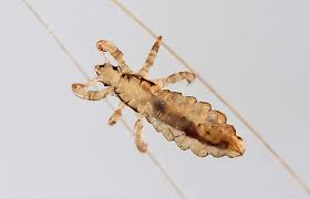 Image result for lice life cycle