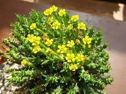 Check spelling or type a new query. My Euphorbia Flanaganii Succulent Plant The Medusa S Head In Tiny Yellow Bloom Youtube