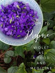 Start deciding which edible flowers to grow as early as possible in the year so you can plan and make sure you have the seeds or plants available and that your soil is prepared, ready to sow and plant at the right time of year. Violet S Edible And Medicinal Uses Chestnut School Of Herbal Medicine