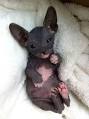 Sphynx Kittens For Sale — NOCOATKITTY SPHYNX