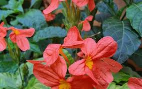 Image result for Crossandra puberula