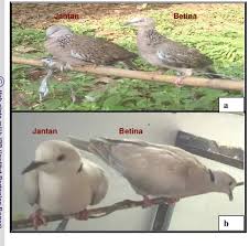 Untuk megetahui perbedaan jantan dan betina lihatlah pada bagian sayap burung sirtu tersebut apabila syap burung sirtu berwarna hitam dan ada sedikit warna putih dan banyak sampai ke ujung sayap maka bisa di pastikan burung sirtu berjenis kelamin. Gambar Burung Derkuku Jantan Dan Betina 100 Gambar Burung Derkuku Jantan Dan Betina Hd Terbaik Gambar Id Gambar Alam Hewan Burung Burung Tekukur Liar Musim Panas Di Luar Rumah Kepala