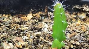 Dragon fruit has a slightly sweet taste that some people describe as a blend of kiwi and watermelon. How To Grow Dragonfruit From Seed Youtube
