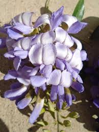 Check spelling or type a new query. Grape Soda Texas Style Texas Mountain Laurel Tropical Looking Plants Other Than Palms Palmtalk